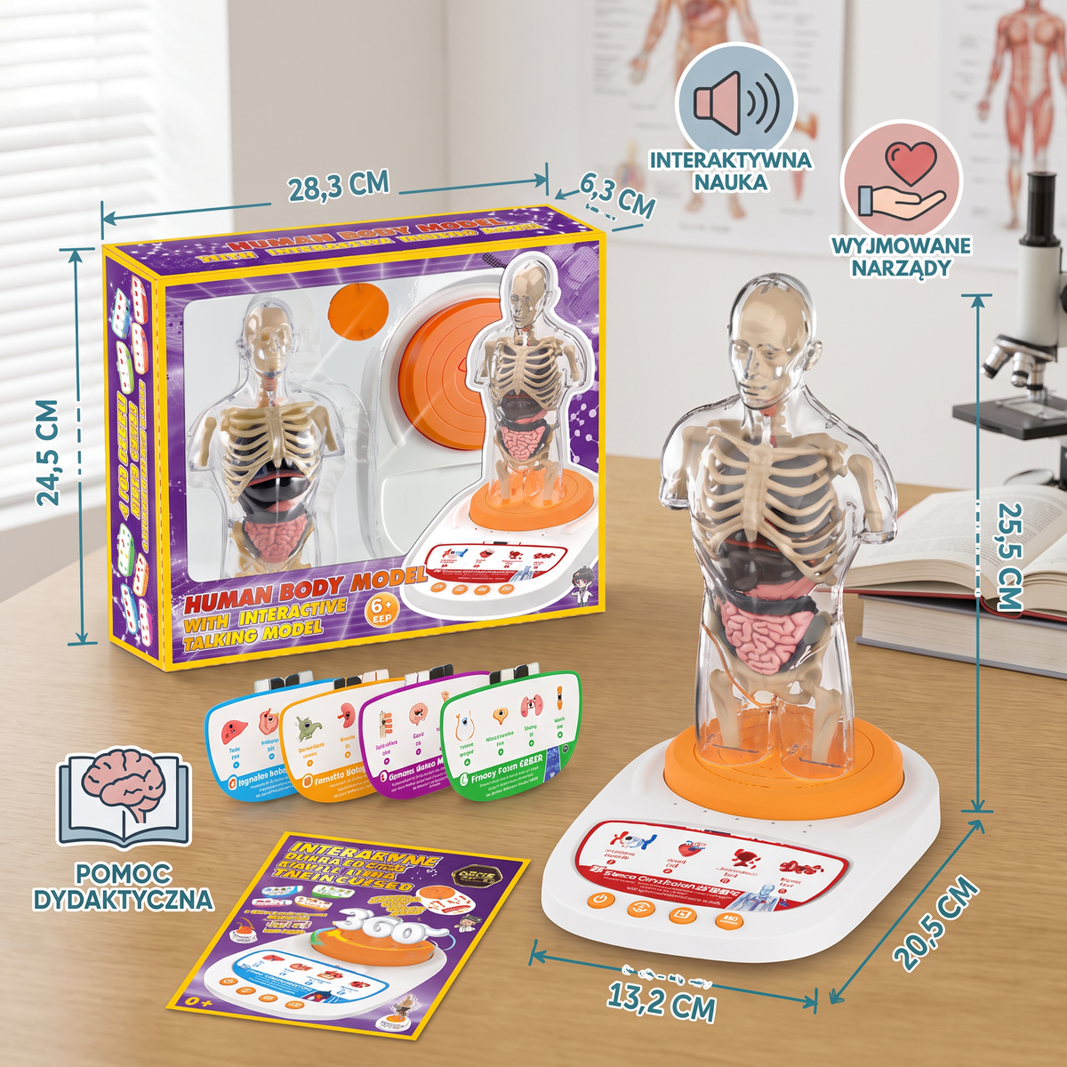 Interaktywny model anatomiczny z funkcją mówienia, wyjmowanymi narządami i nauką wspomaganą dźwiękiem