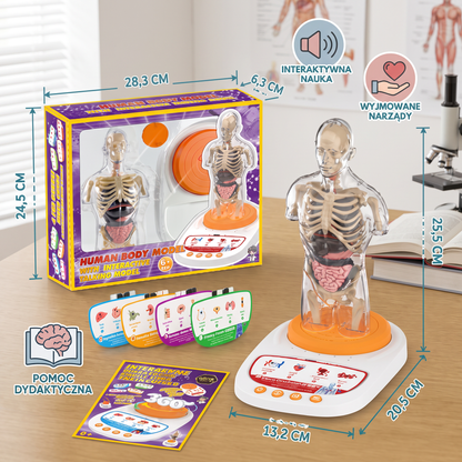Interaktywny model anatomiczny z funkcją mówienia, wyjmowanymi narządami i nauką wspomaganą dźwiękiem